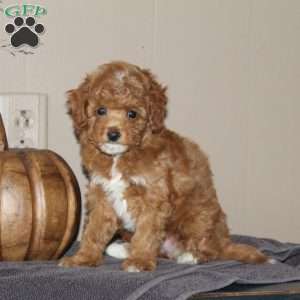 Miss Squash, Bich-Poo Puppy